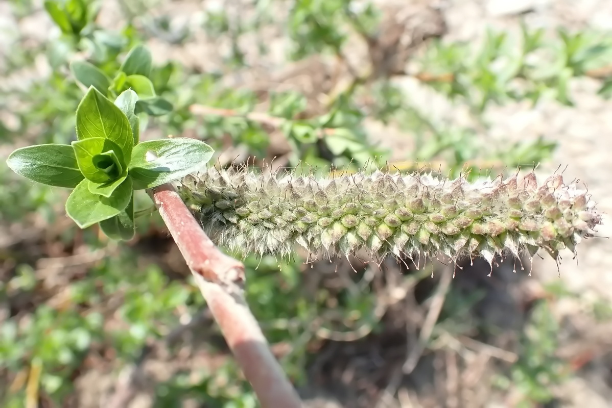 Изображение особи Salix gracilistyla.