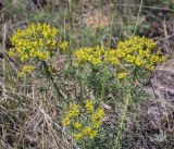 Euphorbia cyparissias. Цветущие растения с питающимся муравьём Formica sp. Пермский край, г. Пермь, Кировский р-н, залежь на месте садовых участков. 30.05.2023.