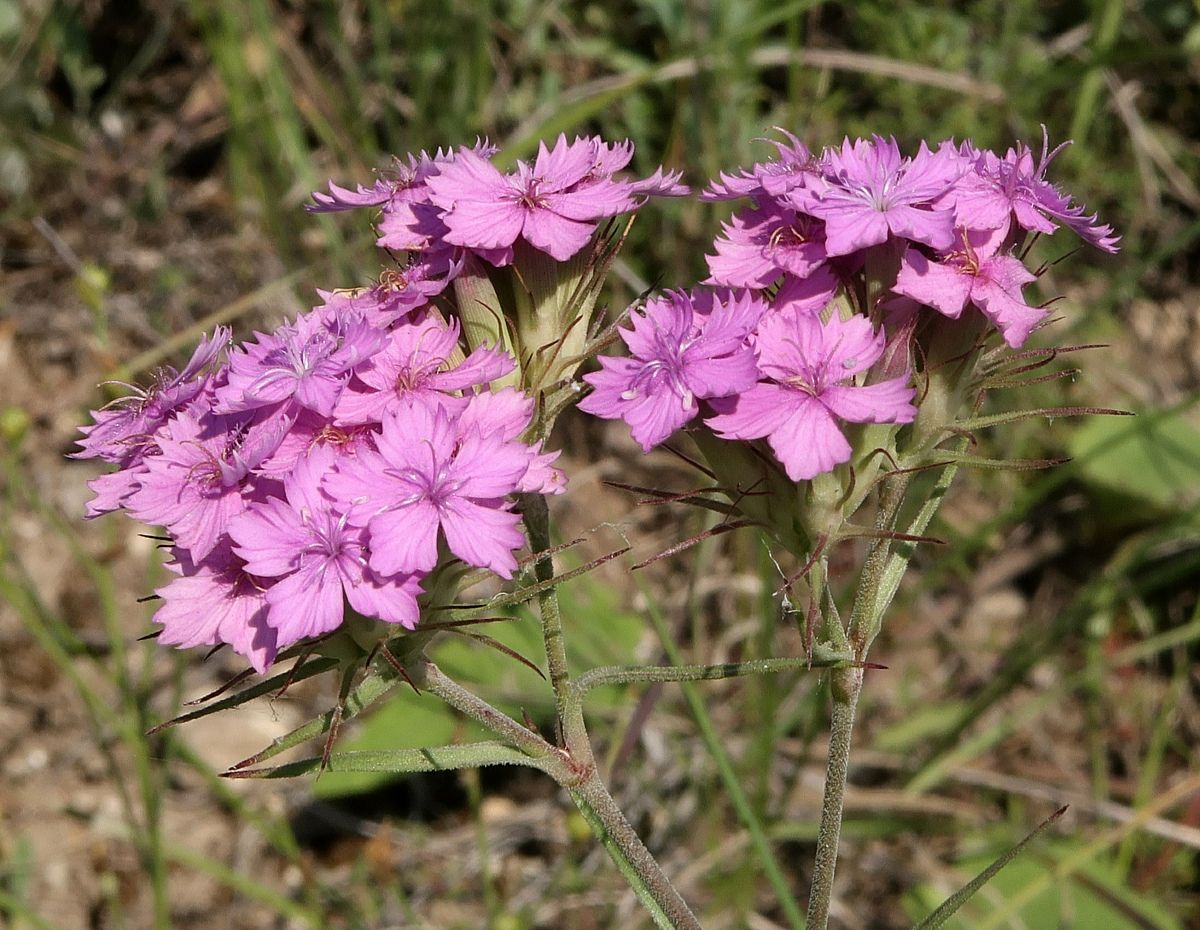 Image of Dianthus pseudarmeria specimen.