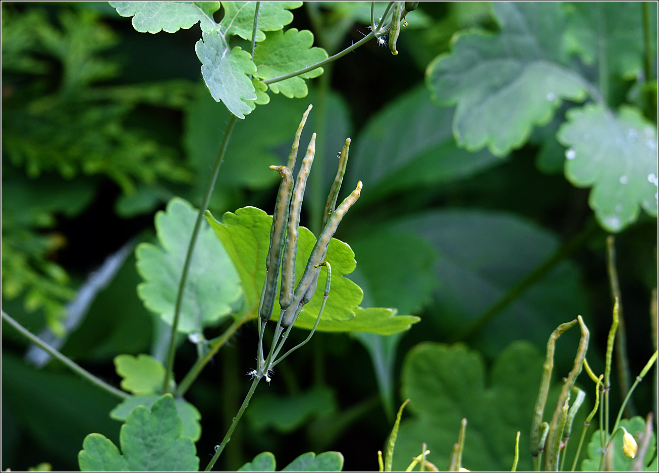 Image of Chelidonium majus specimen.