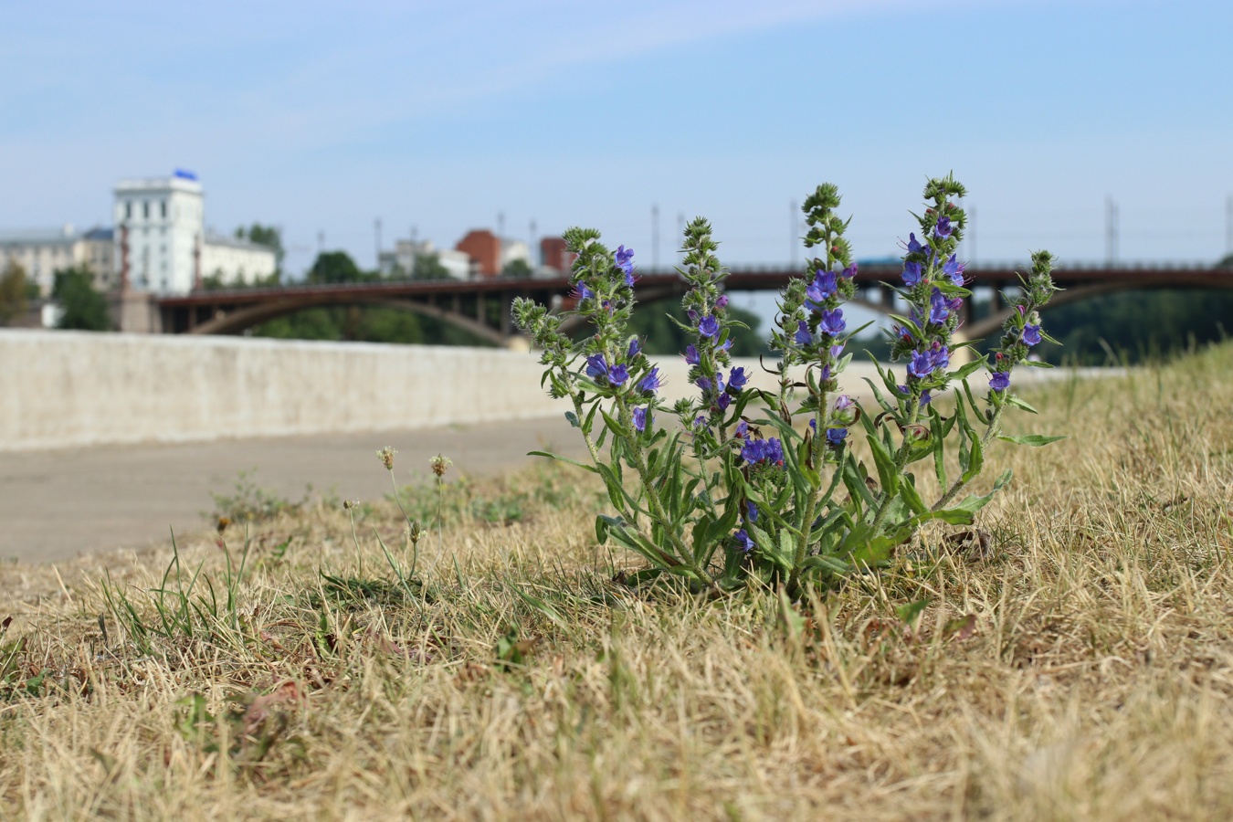 Изображение особи Echium vulgare.