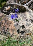Aquilegia sibirica