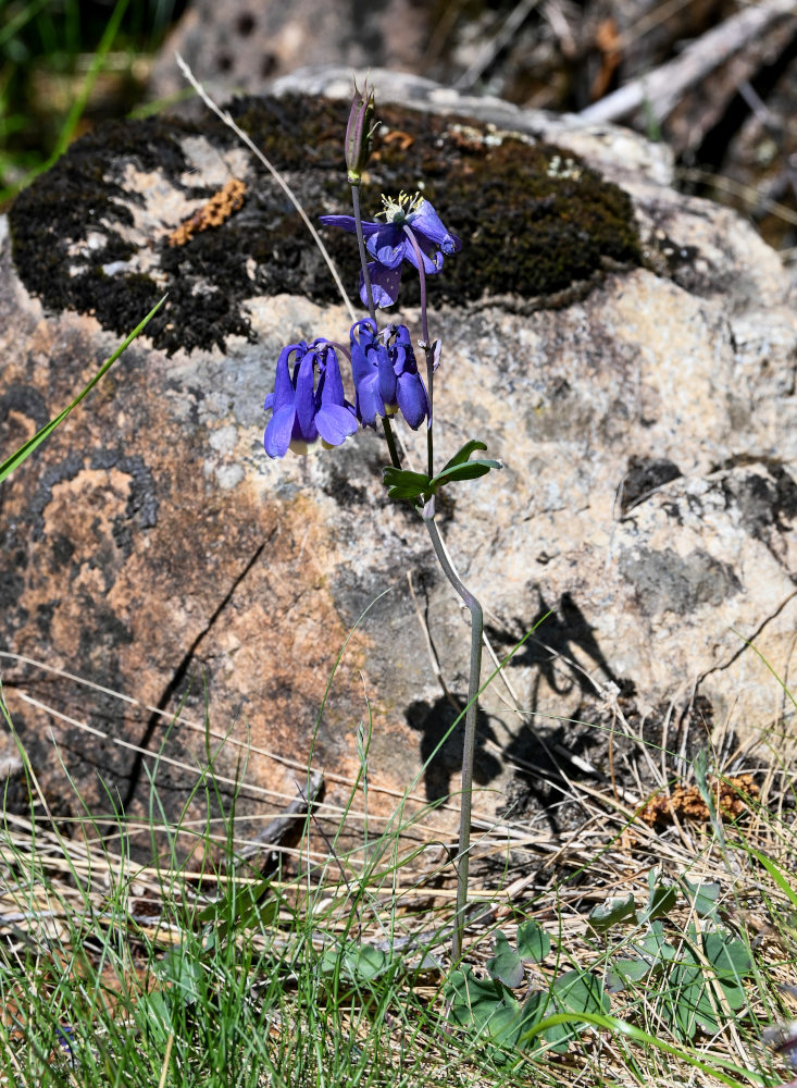 Изображение особи Aquilegia sibirica.