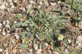 Erigeron pallidus. Цветущее растение. Узбекистан, Наманганская обл., Папский р-н, местность Арашан, окр. термального источника, каменисто-щебнистый склон. 11.07.2023.