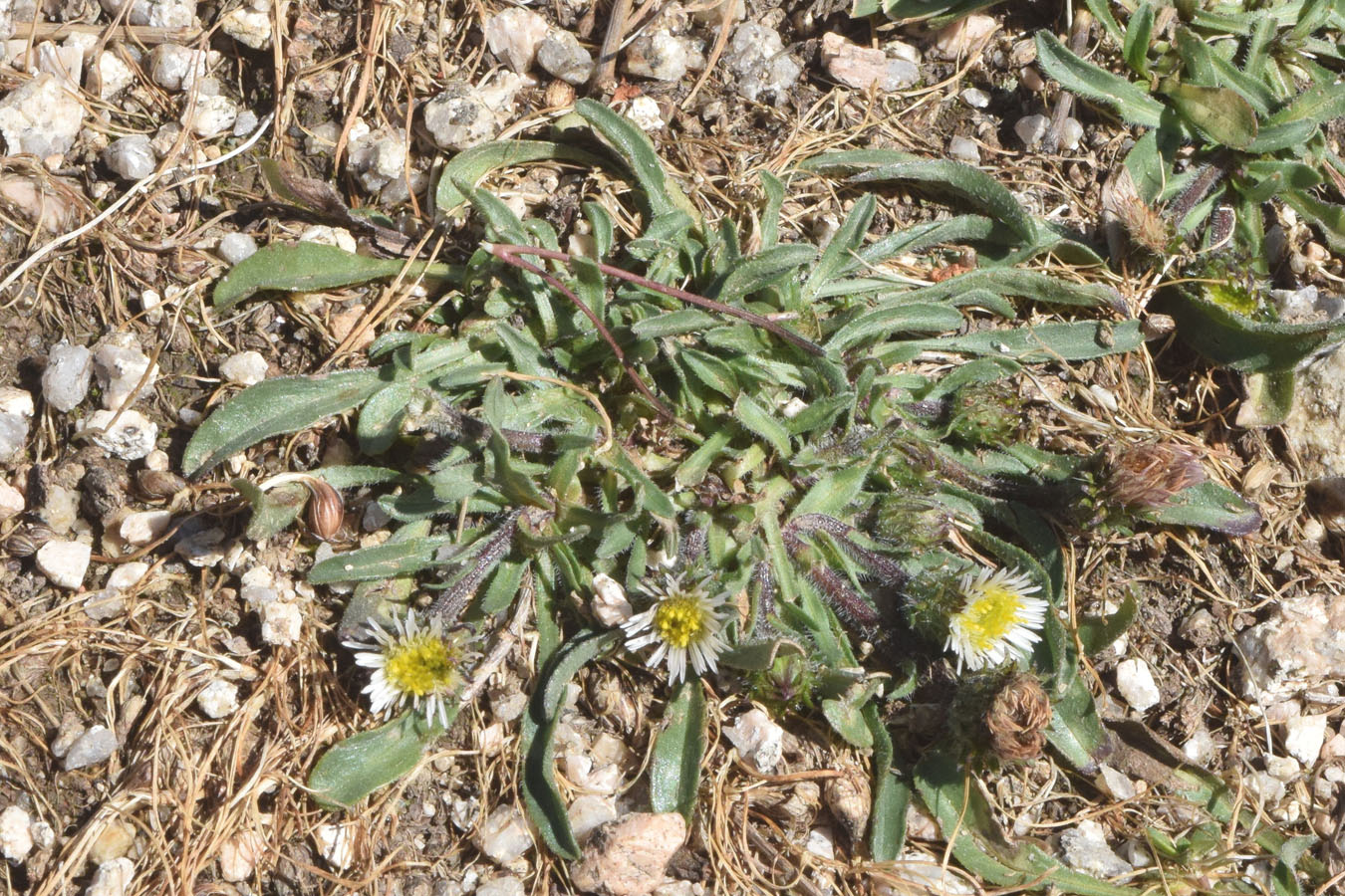 Изображение особи Erigeron pallidus.