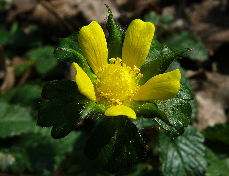 Изображение особи Duchesnea indica.