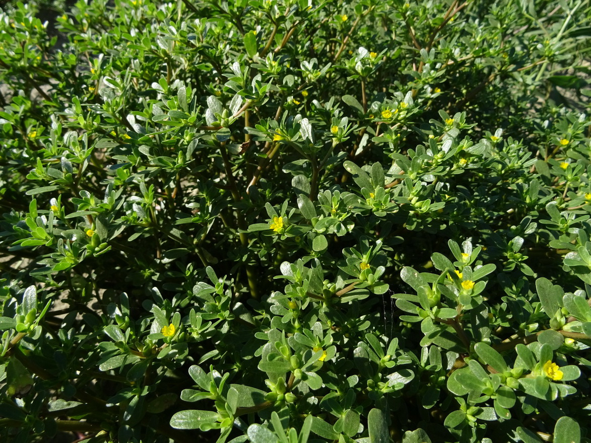 Изображение особи Portulaca oleracea.