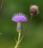 Cirsium serratuloides