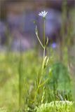 Stellaria crassifolia. Цветущее растение. Мурманская обл., п-ов Средний, сырой замшелый берег р. Выкат. 12.07.2023.