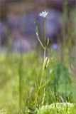 Stellaria crassifolia. Цветущее растение. Мурманская обл., п-ов Средний, сырой замшелый берег р. Выкат. 12.07.2023.