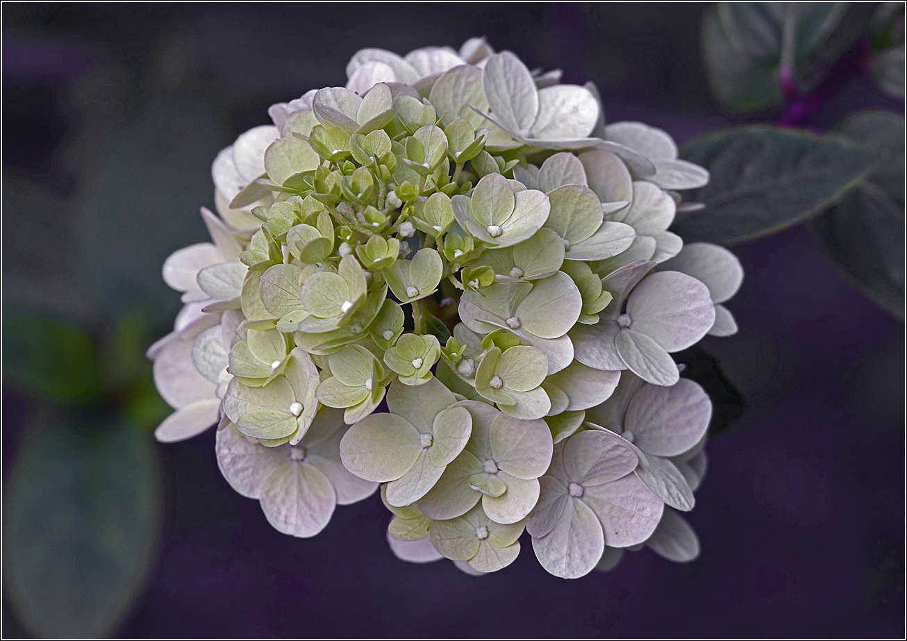 Image of Hydrangea paniculata specimen.