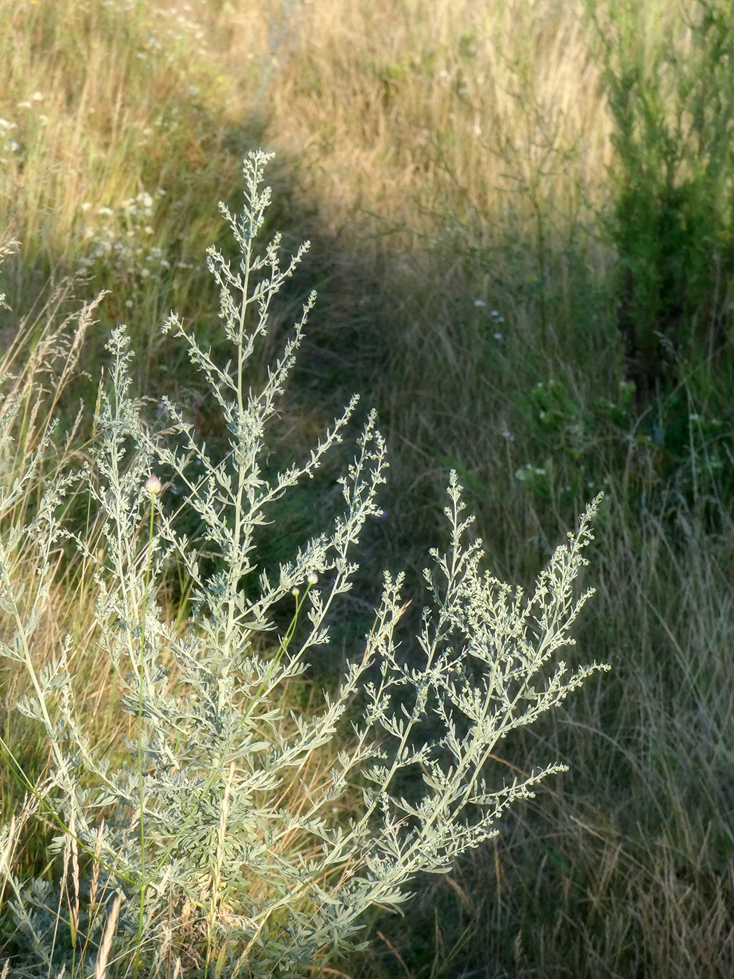 Image of Artemisia absinthium specimen.