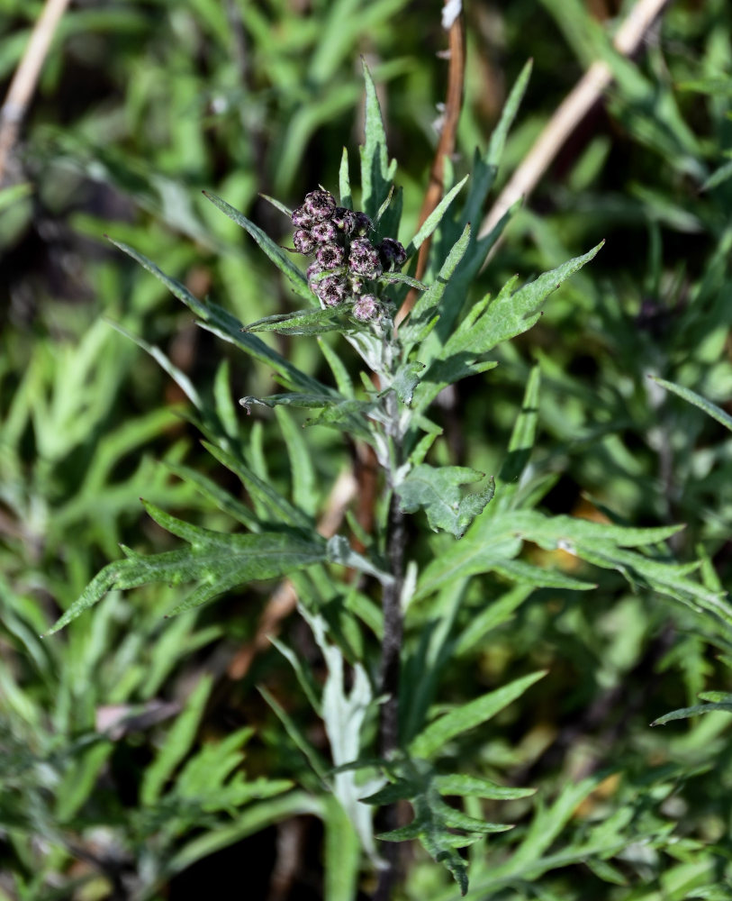 Изображение особи Artemisia tilesii.