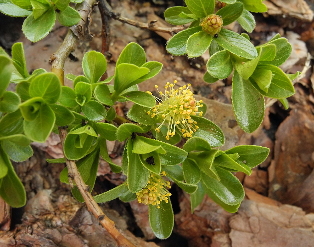 Image of Salix × simulatrix specimen.