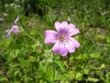 Geranium gracile