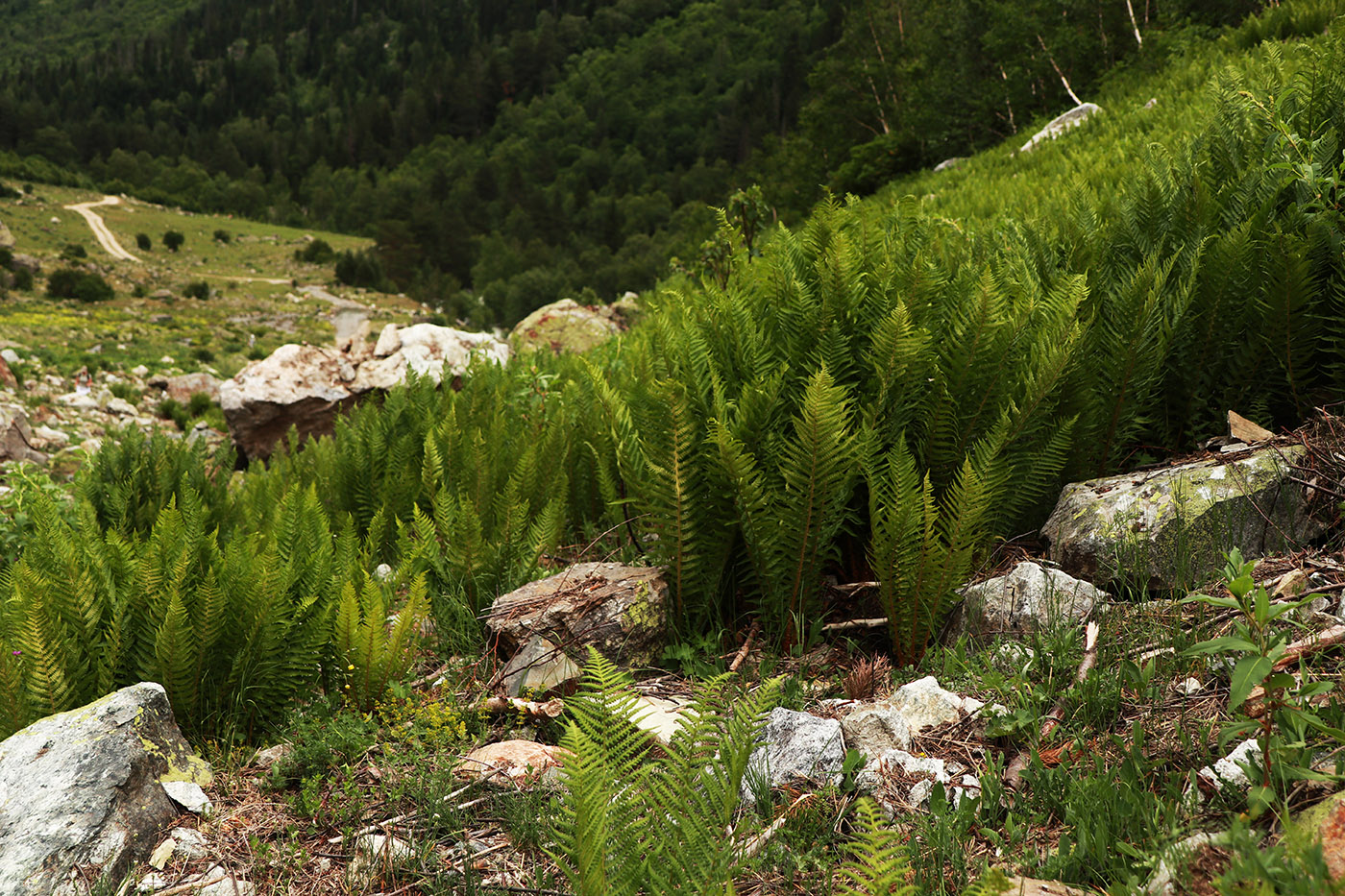 Image of Oreopteris limbosperma specimen.
