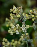 Silene spergulifolia. Верхушка побега с соцветием. Армения, обл. Гегаркуник, берег оз. Севан, гора Артаниш, ≈ 2200 м н.у.м., луговой склон. 23.06.2022.