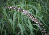 Melica altissima