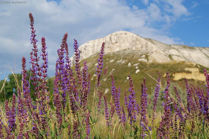 Изображение особи Salvia tesquicola.