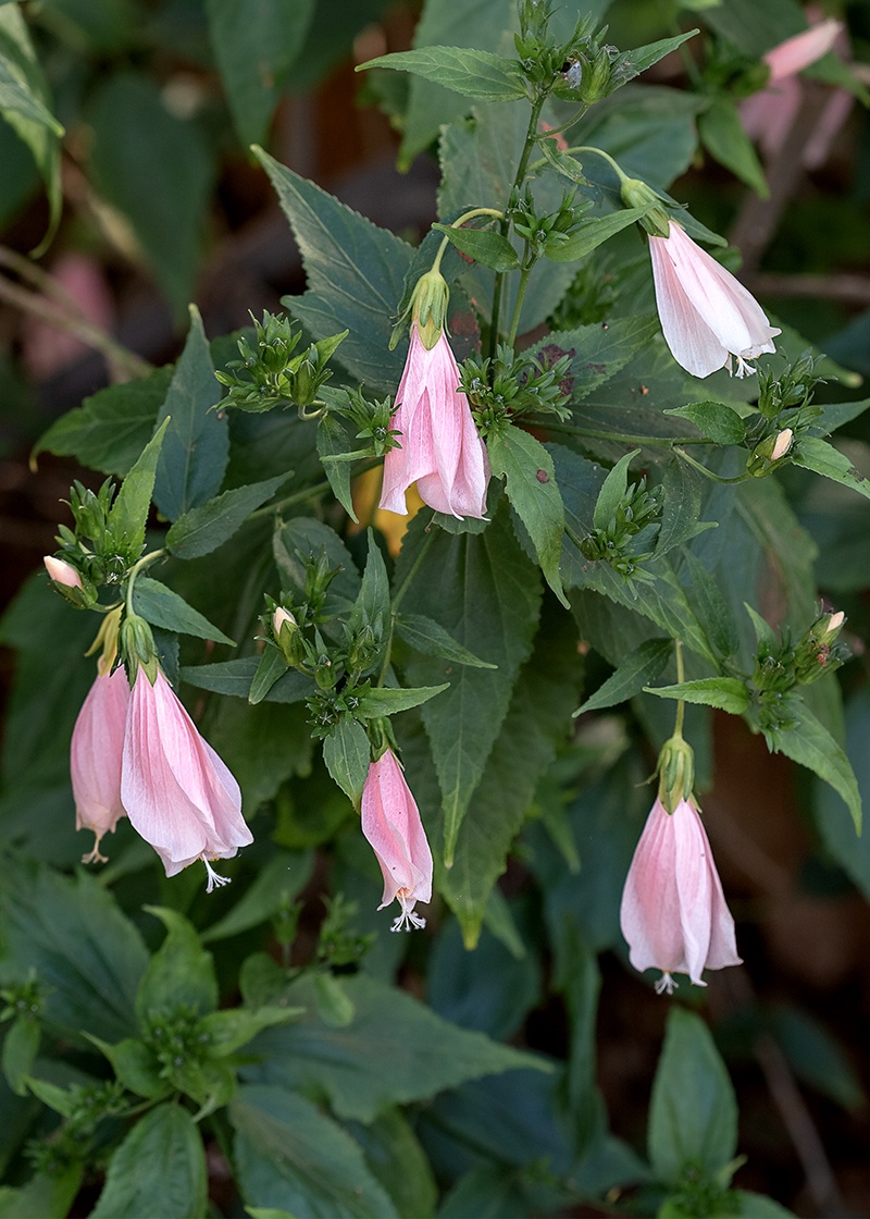 Изображение особи Malvaviscus penduliflorus.