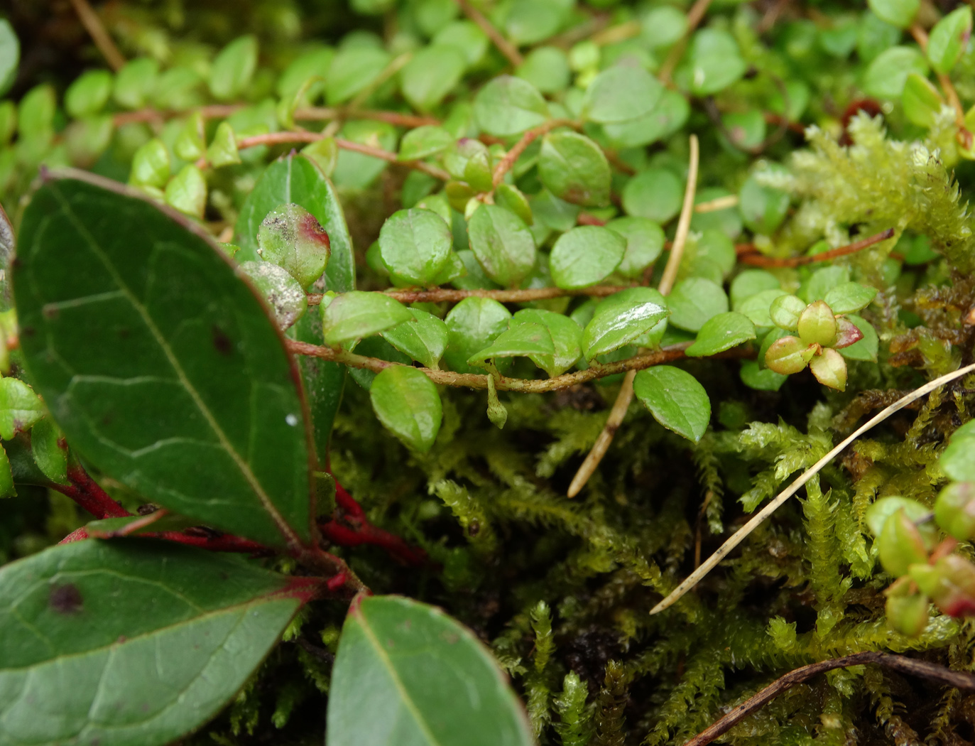 Image of Gaultheria hispidula specimen.