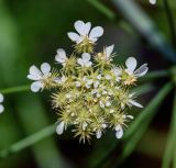 Astrodaucus orientalis