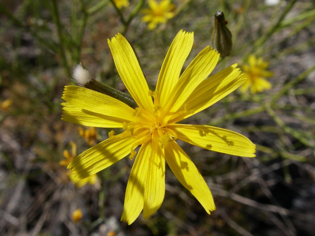 Image of genus Chondrilla specimen.