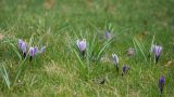 Crocus vernus