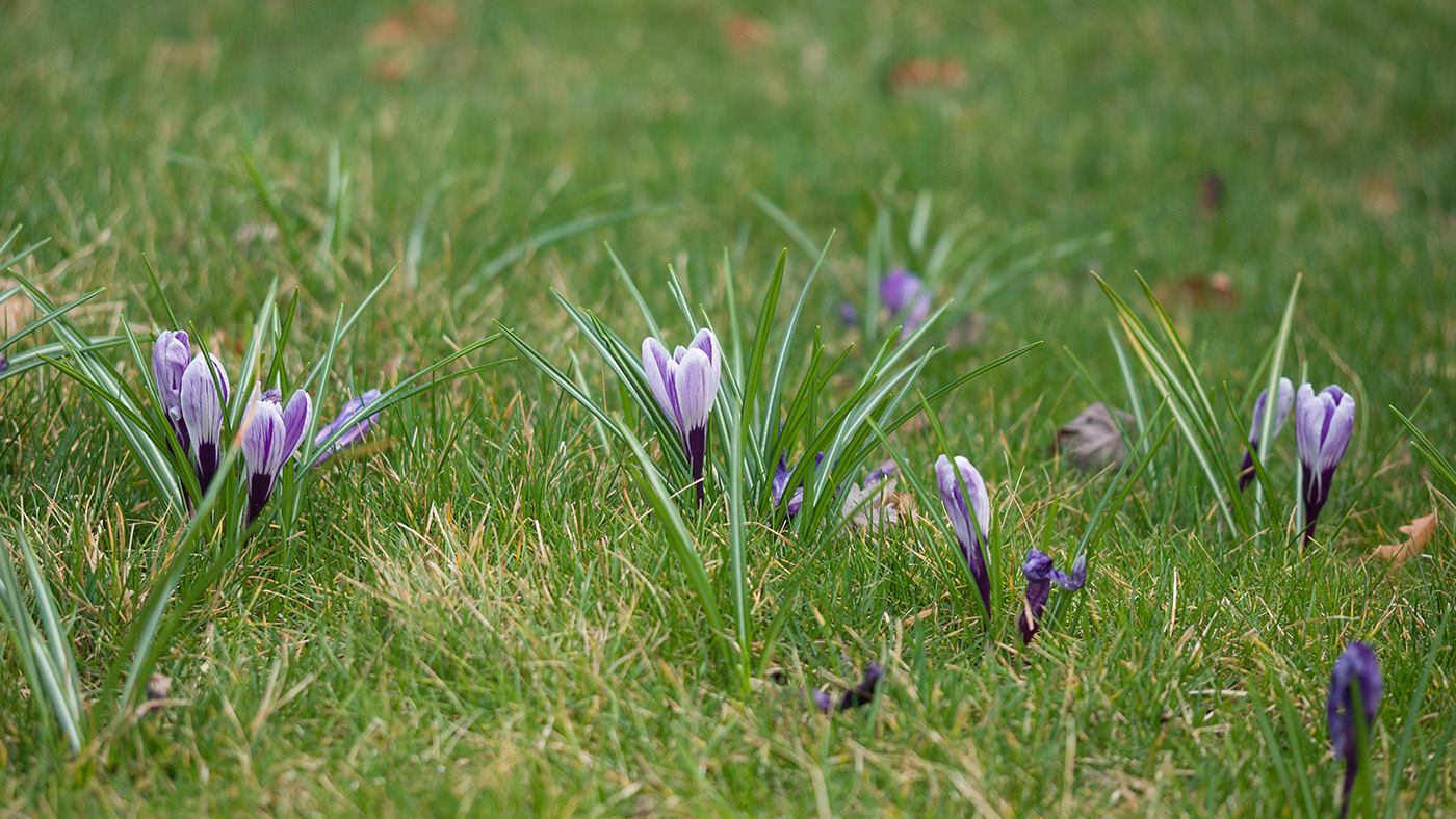 Изображение особи Crocus vernus.