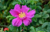 Rosa rugosa