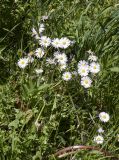 Bellis perennis. Цветущие растения. Испания, автономное сообщество Каталония, провинция Жирона, комарка Ла Гарроча, муниципалитет Сан-Фелиу-де-Пальеролс, 1050 м н.у.м., опушка буково-берёзового леса, разнотравное сообщество на уступе скалы. 19.04.2024.