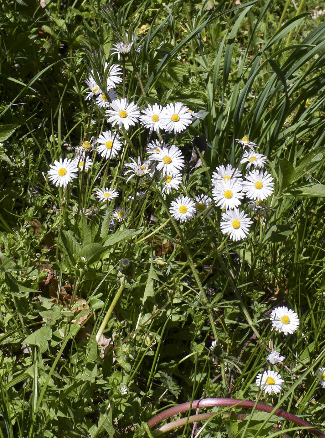 Image of Bellis perennis specimen.