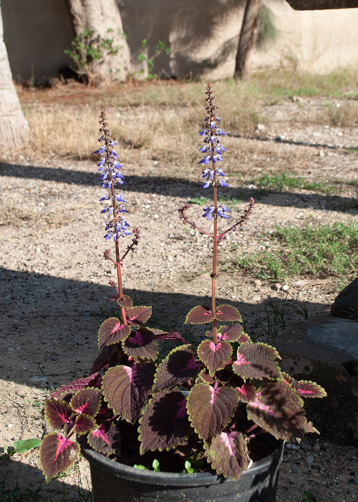 Изображение особи Coleus scutellarioides.