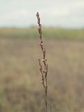 Polygonum patulum. Верхушка цветущего растения. Ульяновская обл., Мелекесский р-н, окр. с. Приморское, луг с участками засоления. 25.06.2023.