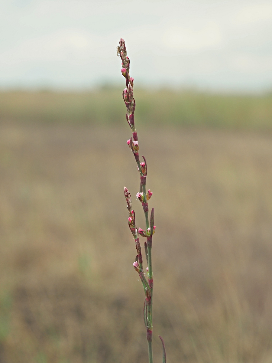 Изображение особи Polygonum patulum.