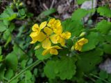 Chelidonium majus. Цветки и бутоны. Краснодарский край, г/о Сочи, Адлерский р-н, ущ. Ахцу, дорога вдоль отвесной скалы. 22.04.2022.