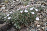 Convolvulus tragacanthoides