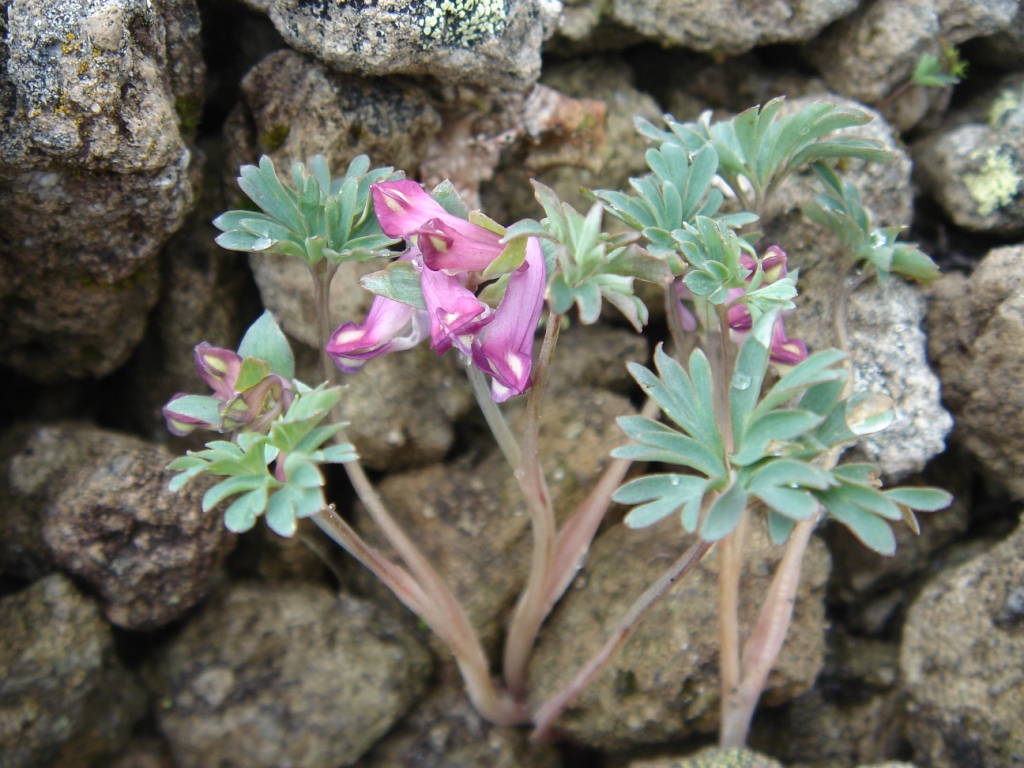 Изображение особи Corydalis alpestris.