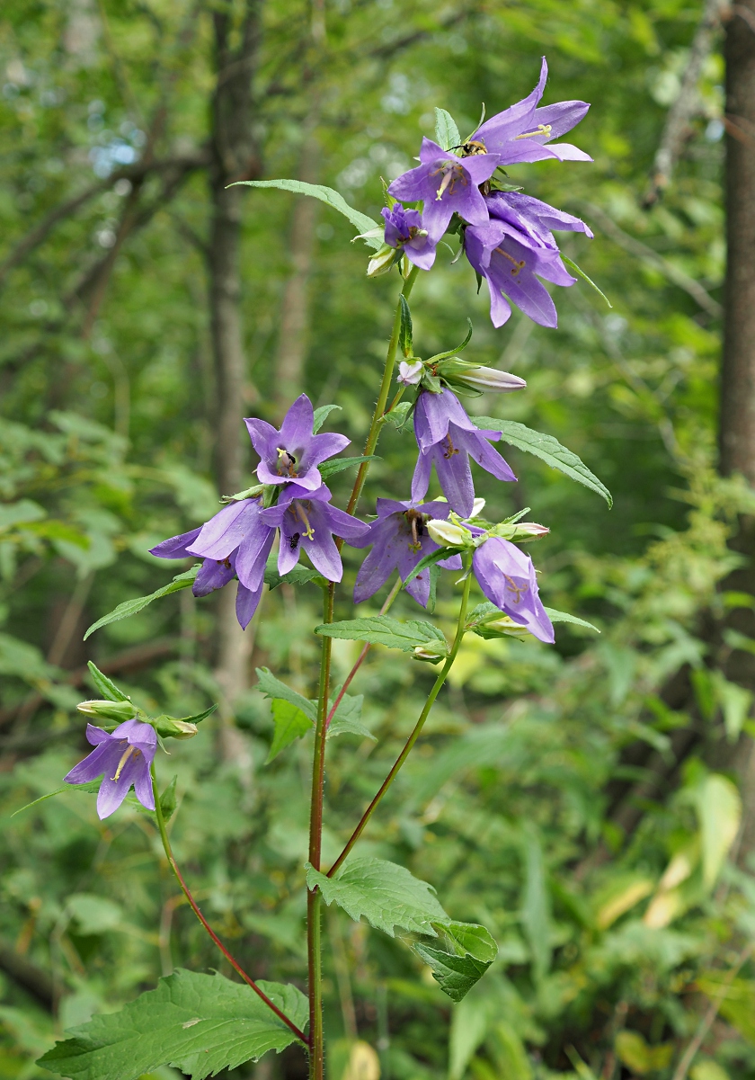 Изображение особи Campanula trachelium.