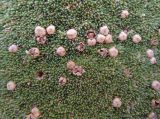 Thylacospermum caespitosum