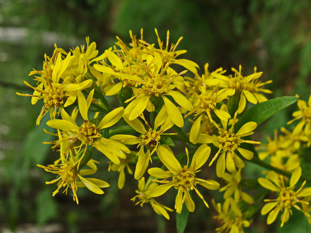 Image of Solidago virgaurea ssp. dahurica specimen.