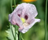 Papaver somniferum. Цветок. Коми, Сыктывдинский р-н, окр. пос. Максаковка, дачный участок. 04.07.2021.