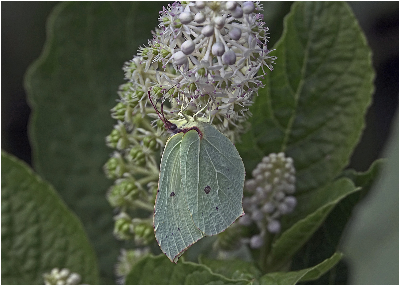 Изображение особи Phytolacca acinosa.