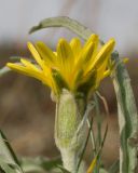 Scorzonera turkeviczii