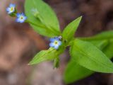 Myosotis sparsiflora. Верхушка цветущего побега. Московская обл., г. Дубна, лесопарк, возле пешеходной дорожки. 16.05.2024.