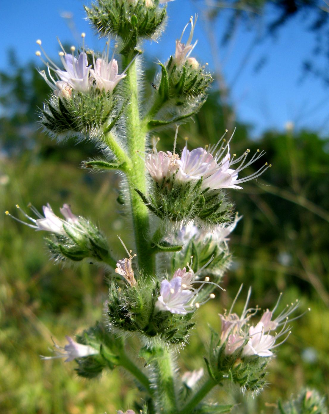Image of Echium italicum specimen.
