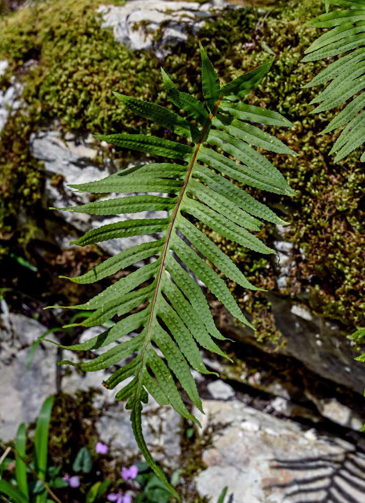 Image of Polypodium cambricum specimen.