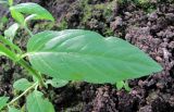 Epilobium adenocaulon