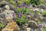 Oxytropis ruthenica. Цветущие растения. Приморский край, окр. пос. Дунай, бух. Круглая, каменистый склон мыса. 24.05.2025.