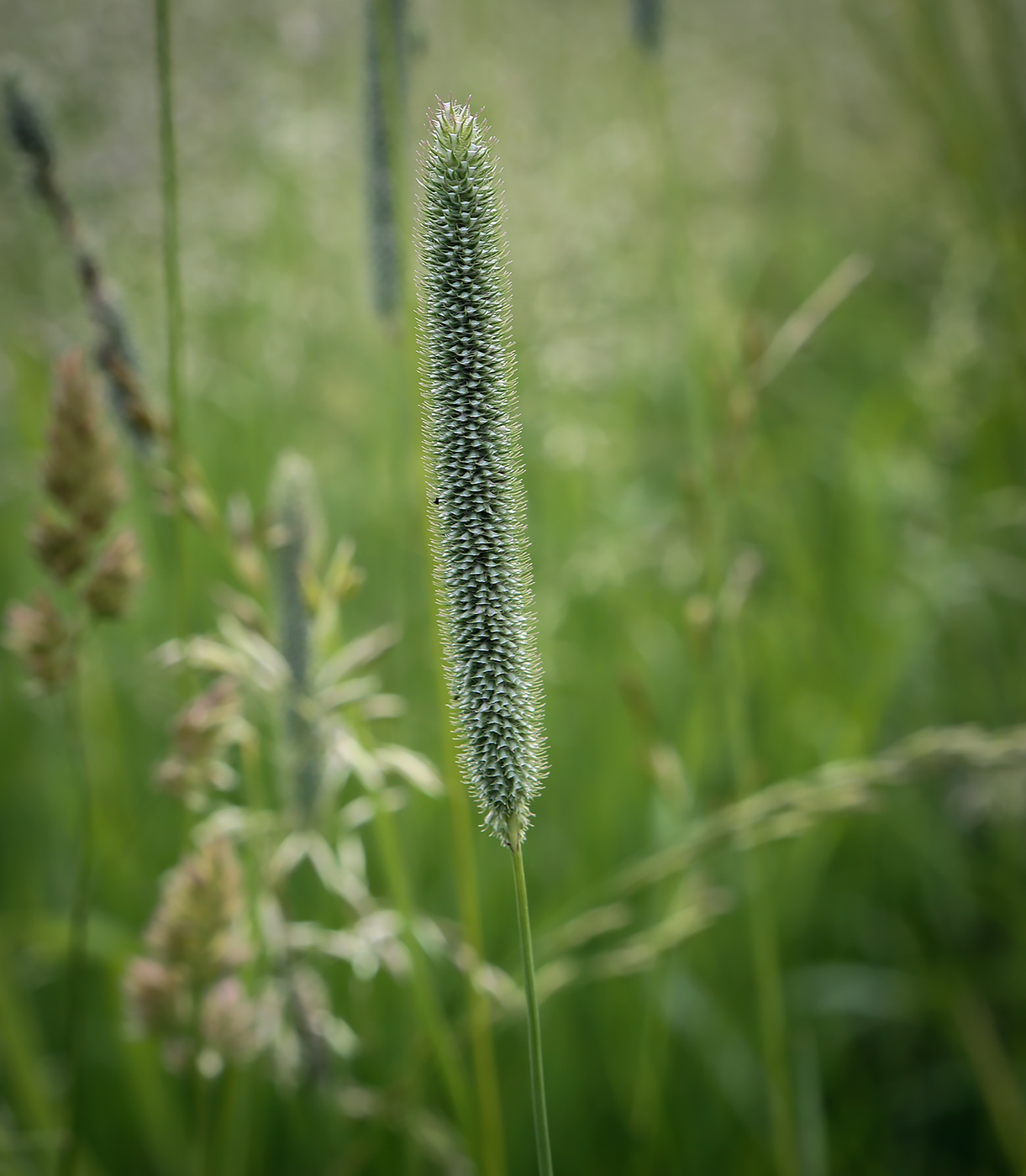 Изображение особи Phleum pratense.